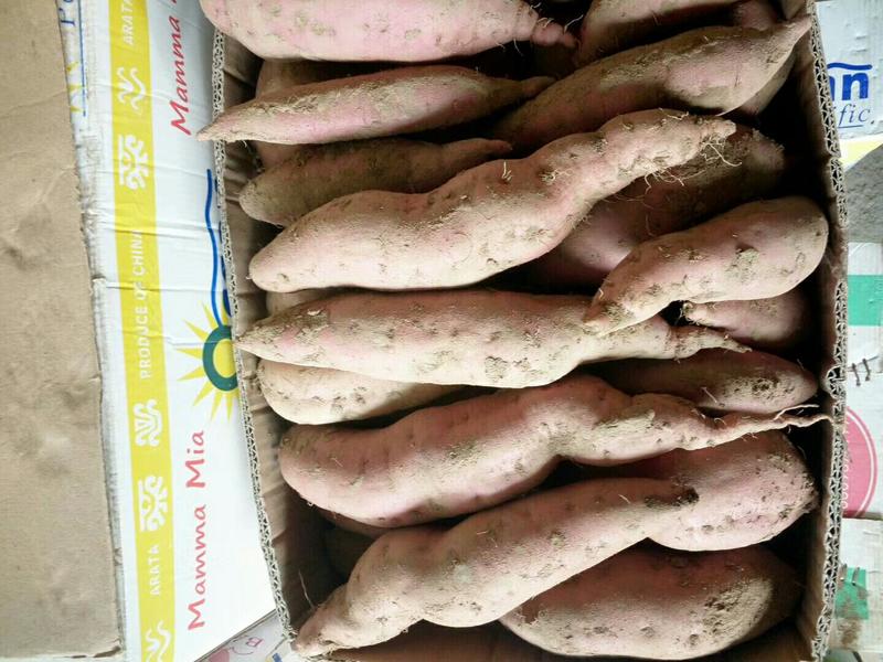 忻府区红薯大量上市货源充足西瓜红烟薯忻薯二号