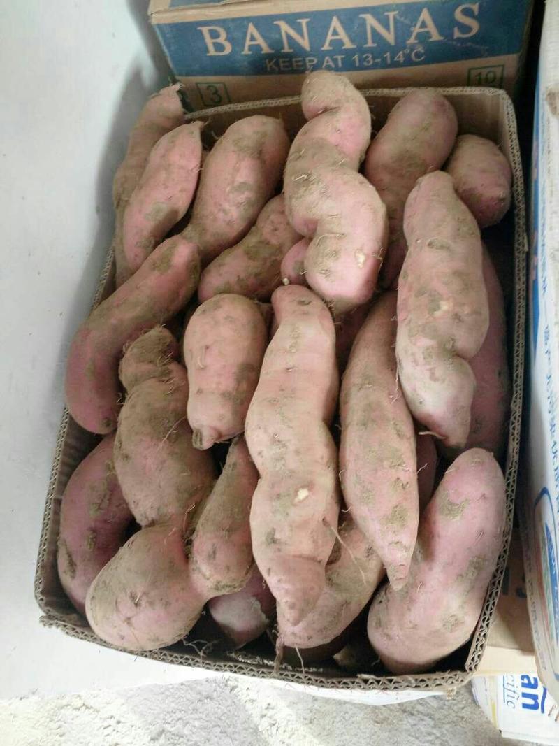 忻府区红薯大量上市货源充足西瓜红烟薯忻薯二号