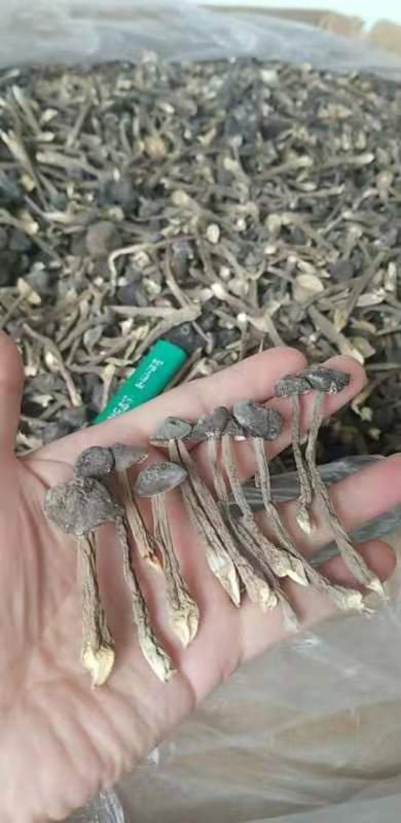 新品黑皮鸡枞菌干货剪泥脚精品特级食用菌野生菌