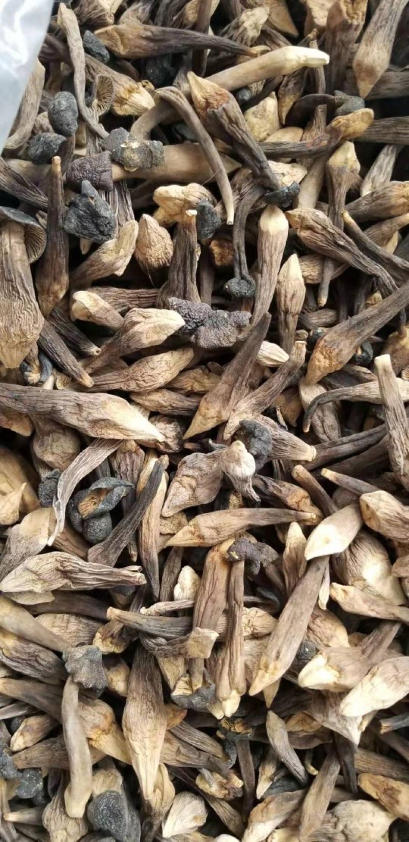 新品黑皮鸡枞菌干货剪泥脚精品特级食用菌野生菌