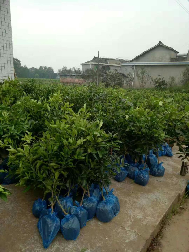 早甜甜苗+早甜甜柑橘苗特早熟柑桔苗