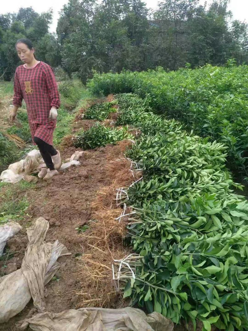 早甜甜苗+早甜甜柑橘苗特早熟柑桔苗