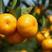 湖北蜜橘精品特早蜜橘大量上市产地直供皮薄多汁