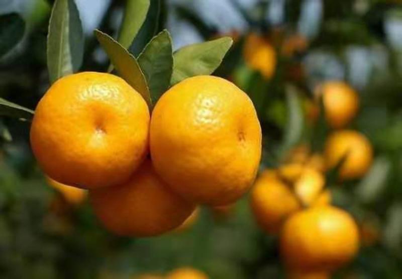 湖北蜜橘精品特早蜜橘大量上市产地直供皮薄多汁