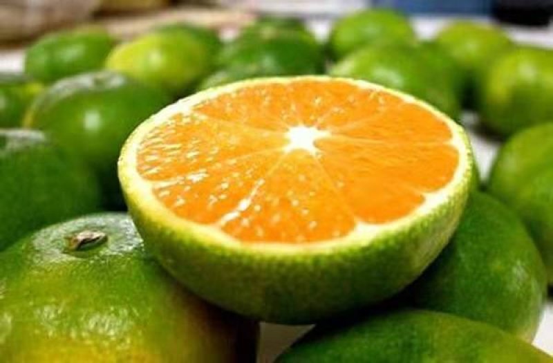 湖北蜜橘精品特早蜜橘大量上市产地直供皮薄多汁