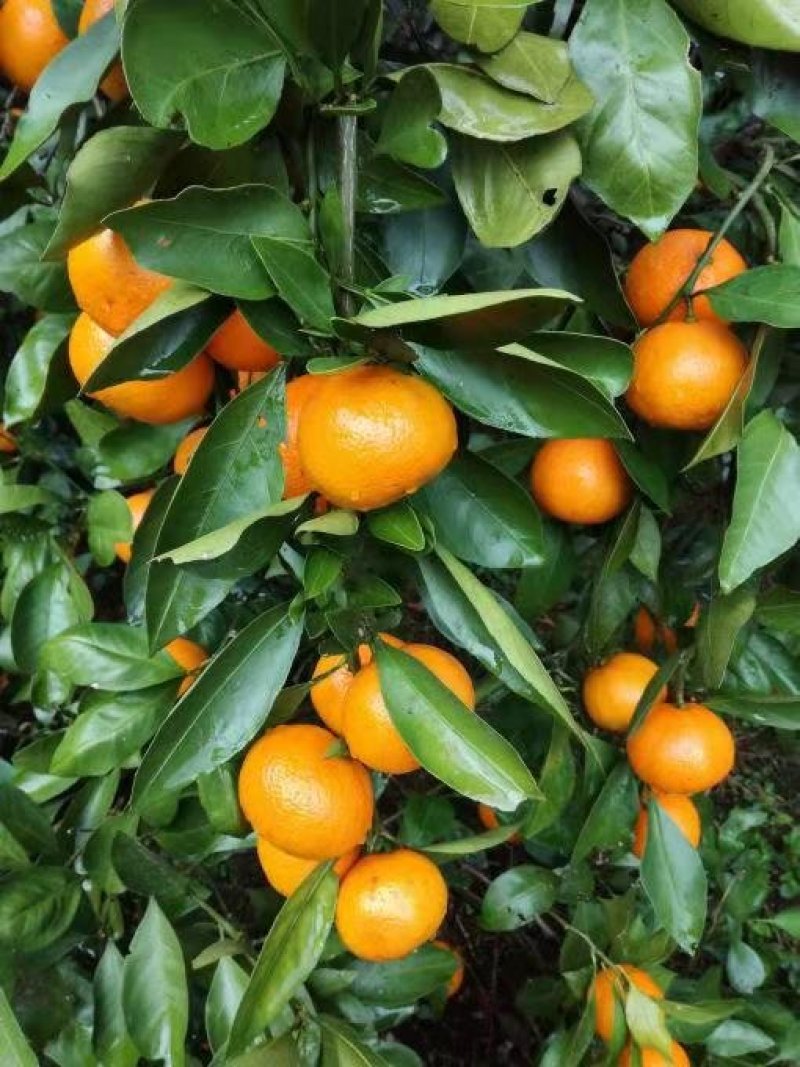 湖北蜜橘精品特早蜜橘大量上市产地直供皮薄多汁