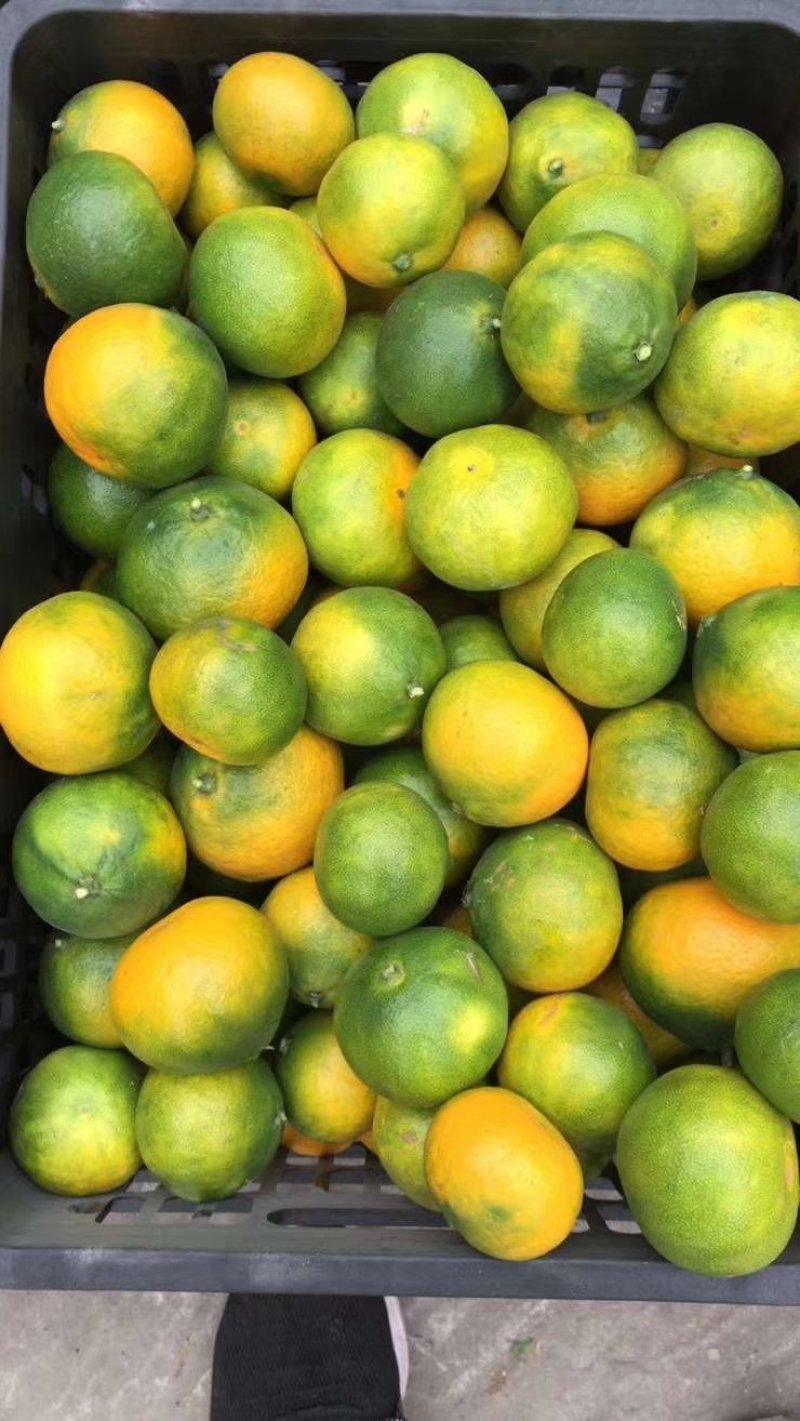 湖北蜜橘精品特早蜜橘大量上市产地直供皮薄多汁