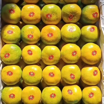 湖北蜜橘精品特早蜜橘大量上市产地直供皮薄多汁