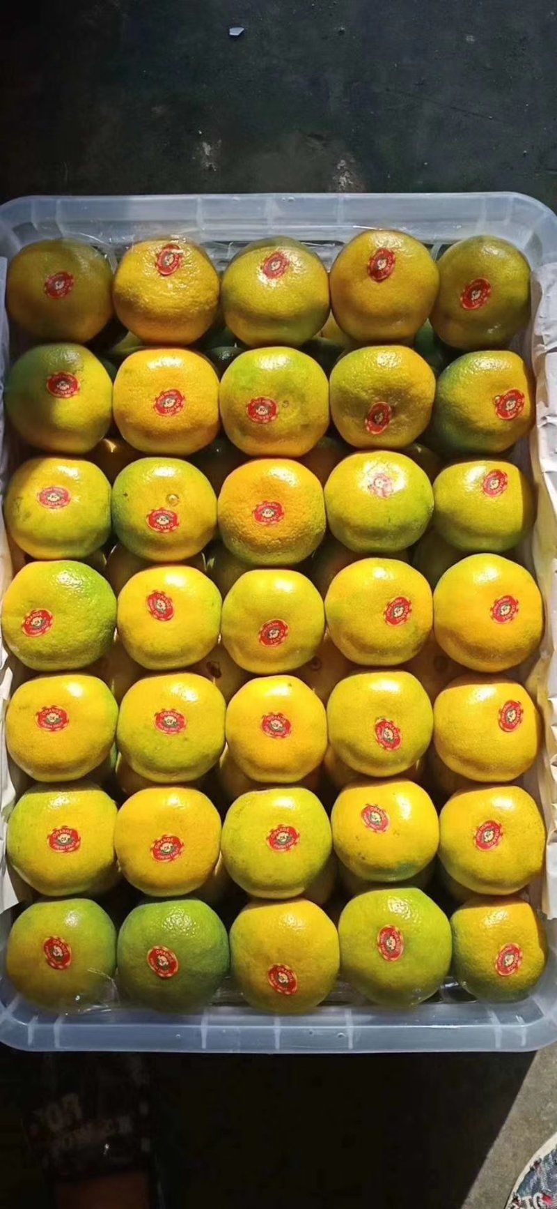 湖北蜜橘精品特早蜜橘大量上市产地直供皮薄多汁