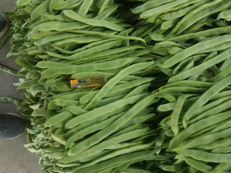 精品绿扁豆，大量上市，欢迎各位老板咨询采购