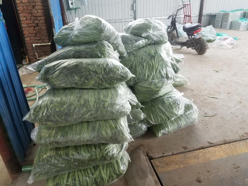精品绿扁豆，大量上市，欢迎各位老板咨询采购