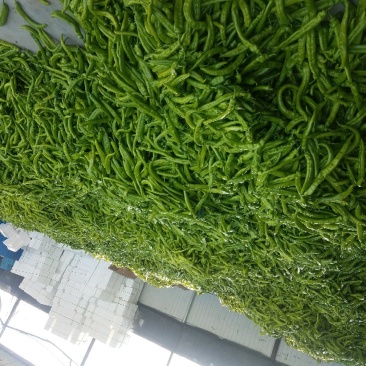 潍坊青州尖椒，青椒，鲜辣椒，辣椒