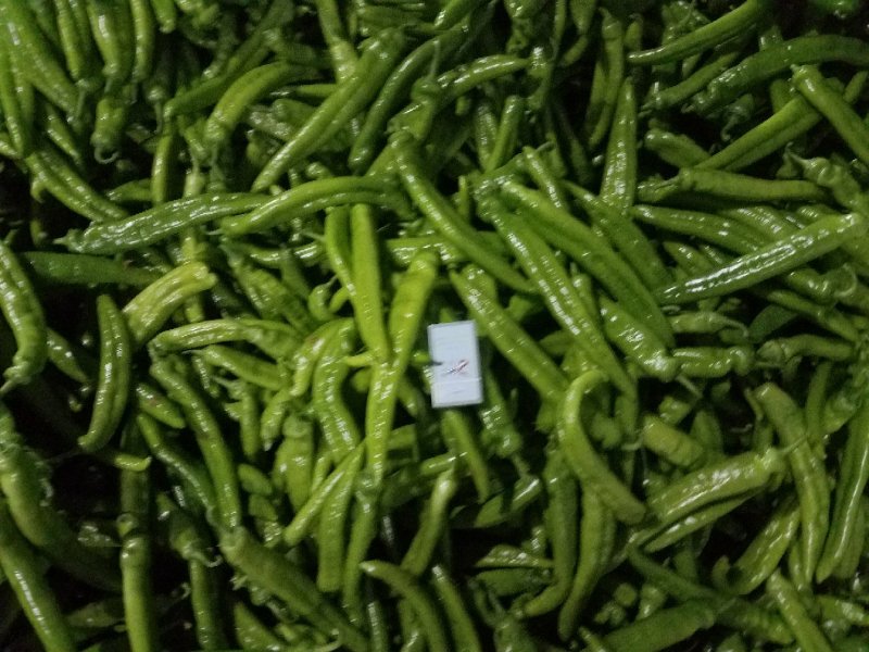 潍坊青州尖椒，青椒，鲜辣椒，辣椒
