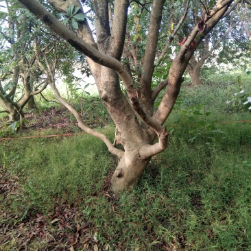 杨梅树