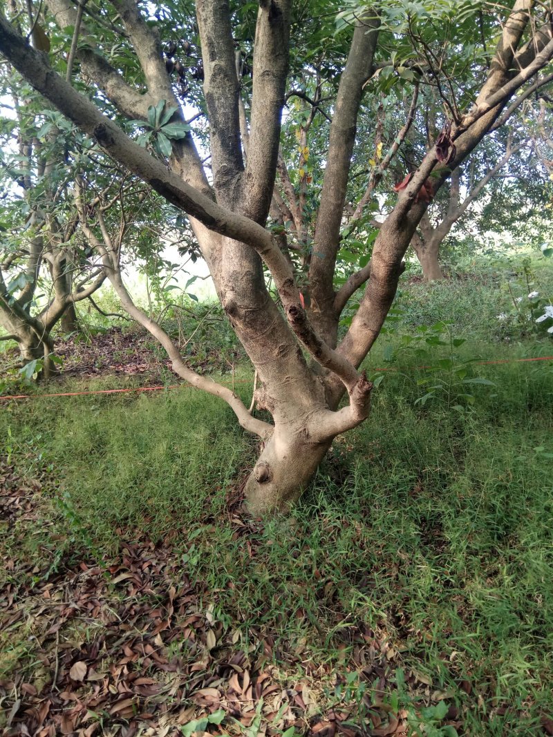 杨梅树
