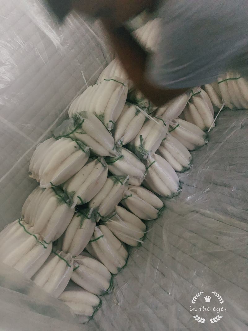 精品白萝卜三排四排五排保质保量货源稳定可持续供应