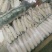 精品白萝卜三排四排五排保质保量货源稳定可持续供应