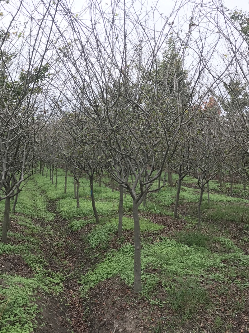 垂丝海棠，8公分垂丝海棠，10公分垂丝海棠，海棠苗