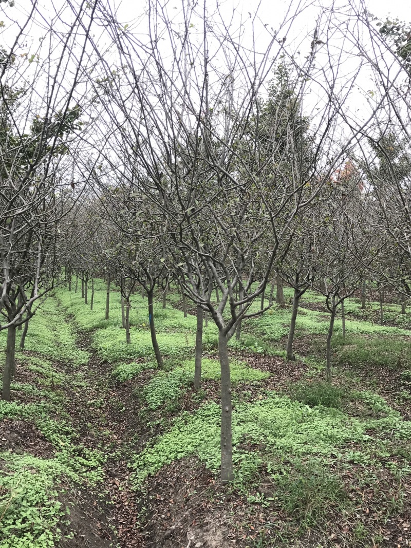 垂丝海棠，8公分垂丝海棠，10公分垂丝海棠，海棠苗