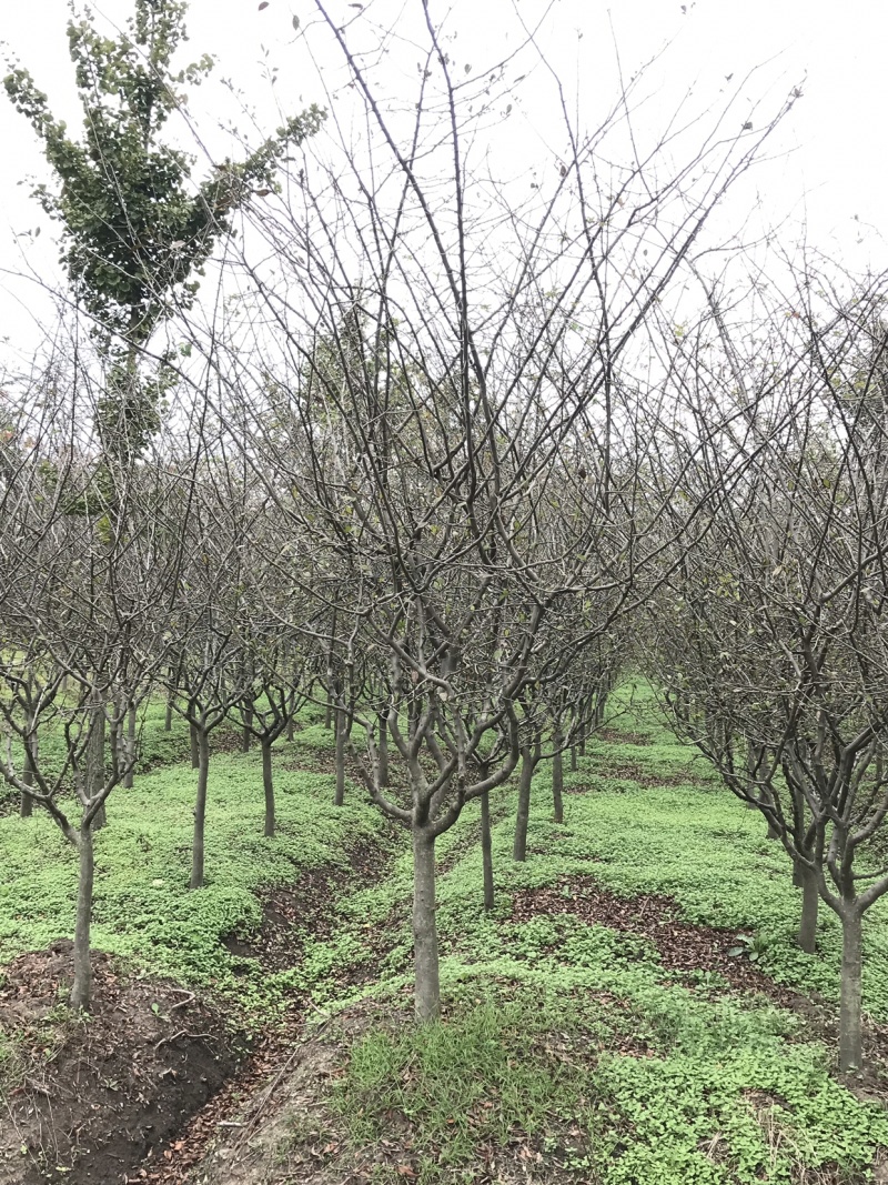 垂丝海棠，8公分垂丝海棠，10公分垂丝海棠，海棠苗