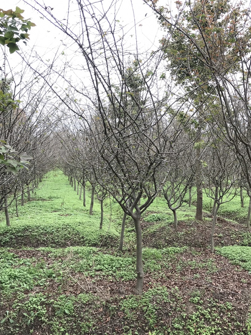 垂丝海棠，8公分垂丝海棠，10公分垂丝海棠，海棠苗