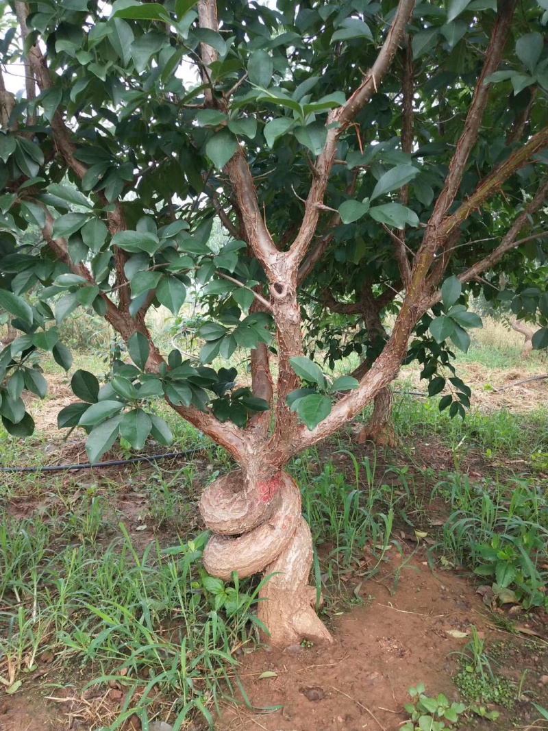流苏树，造型流苏树，油根子，桂花嫁接用砧木，流苏苗