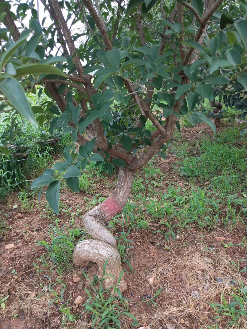 流苏树，造型流苏树，油根子，桂花嫁接用砧木，流苏苗