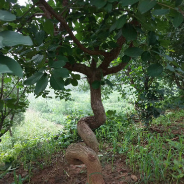 流苏树，造型流苏树，油根子，桂花嫁接用砧木，流苏苗