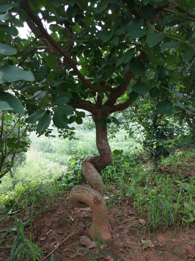 流苏树，造型流苏树，油根子，桂花嫁接用砧木，流苏苗