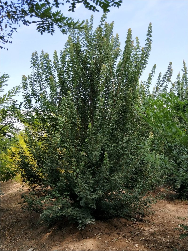 丛生茶条槭基地大量现货供应。质量保证