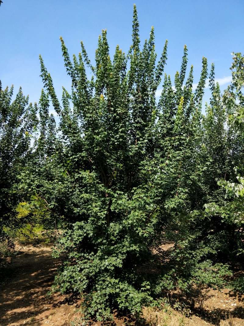 丛生茶条槭基地大量现货供应。质量保证