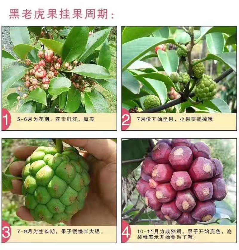 布福娜/甜甜甜甜甜甜甜甜甜甜甜甜黑老虎十万斤上市招代发