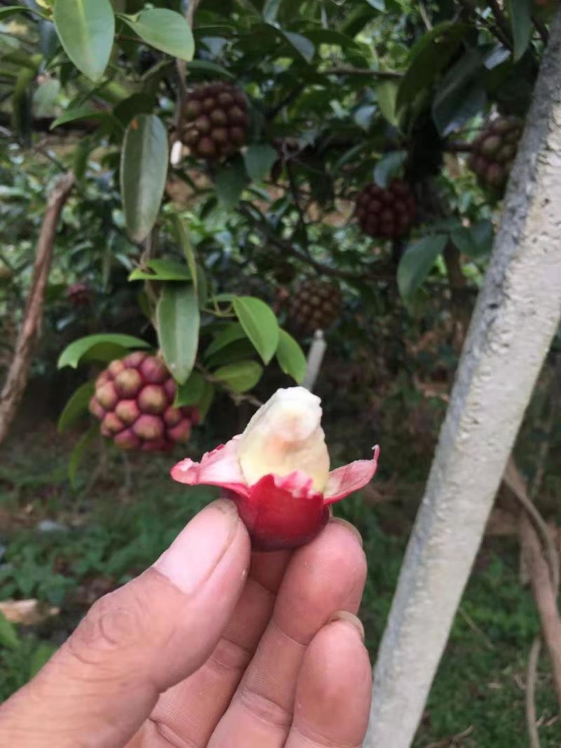 布福娜/甜甜甜甜甜甜甜甜甜甜甜甜黑老虎十万斤上市招代发