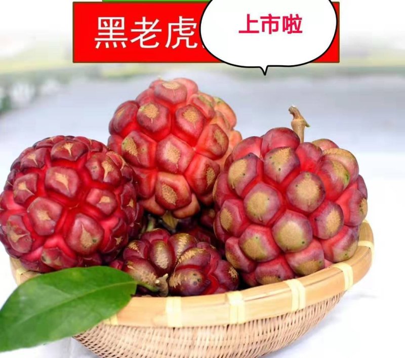 布福娜/甜甜甜甜甜甜甜甜甜甜甜甜黑老虎十万斤上市招代发