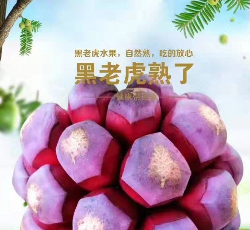 布福娜/甜甜甜甜甜甜甜甜甜甜甜甜黑老虎十万斤上市招代发