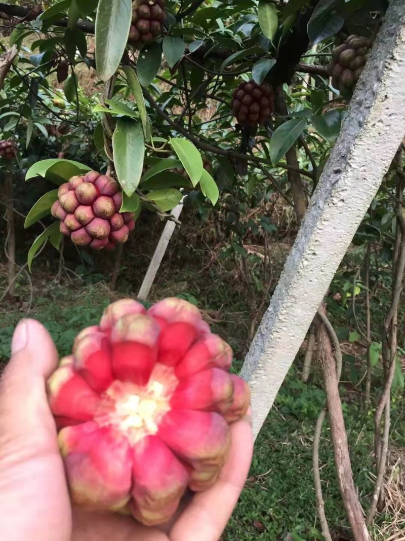 布福娜/甜甜甜甜甜甜甜甜甜甜甜甜黑老虎十万斤上市招代发