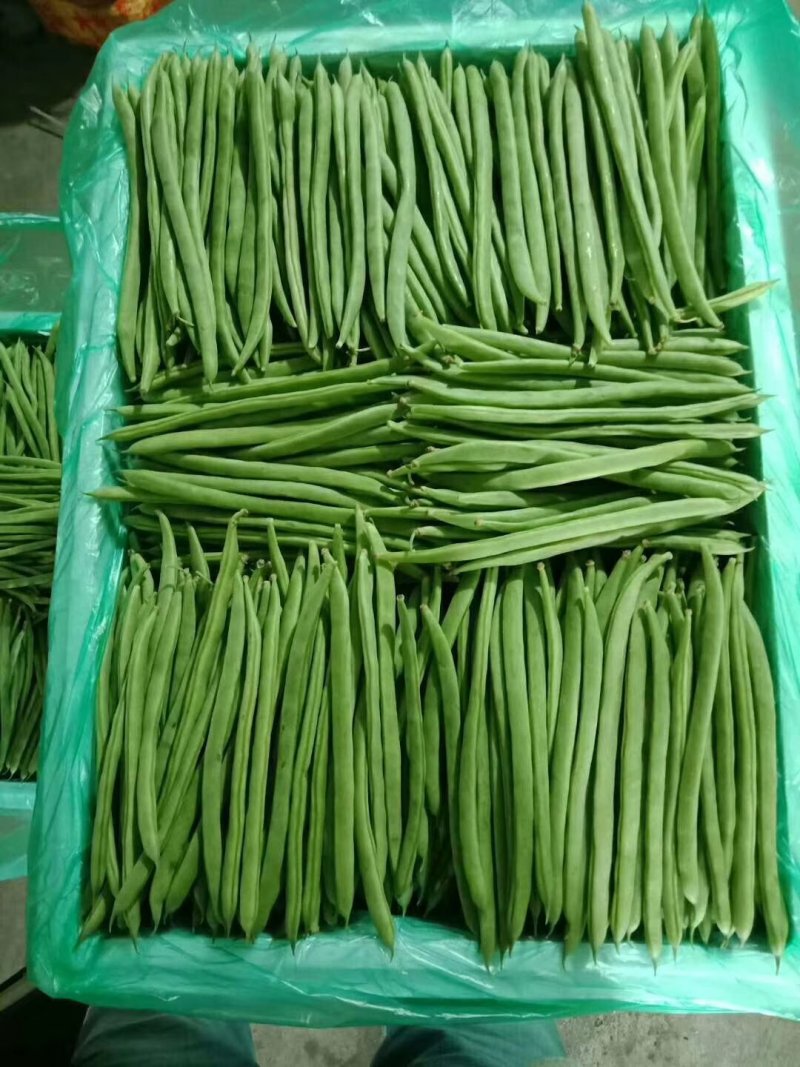 云南精品四季大量供货量大从优品质高价格美支持视频看货