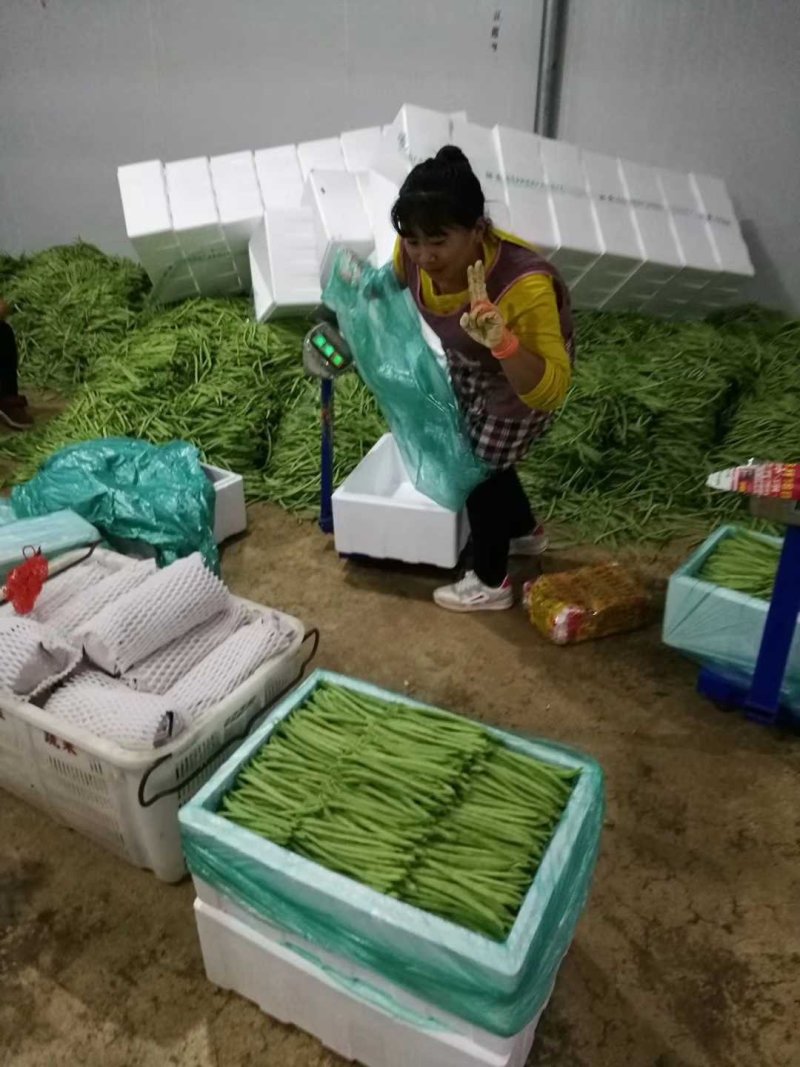 云南精品四季大量供货量大从优品质高价格美支持视频看货