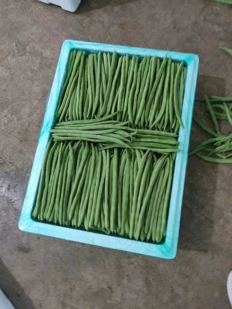 云南精品四季大量供货量大从优品质高价格美支持视频看货