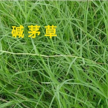 碱茅草籽种牧草草坪耐旱耐盐抗风沙抗寒草坪种子