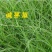 碱茅草籽种牧草草坪耐旱耐盐抗风沙抗寒草坪种子