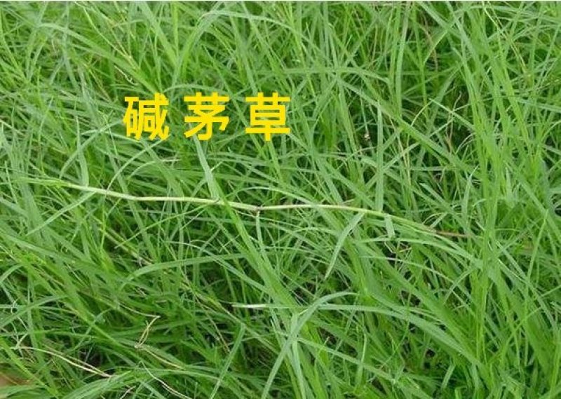 碱茅草籽种牧草草坪耐旱耐盐抗风沙抗寒草坪种子