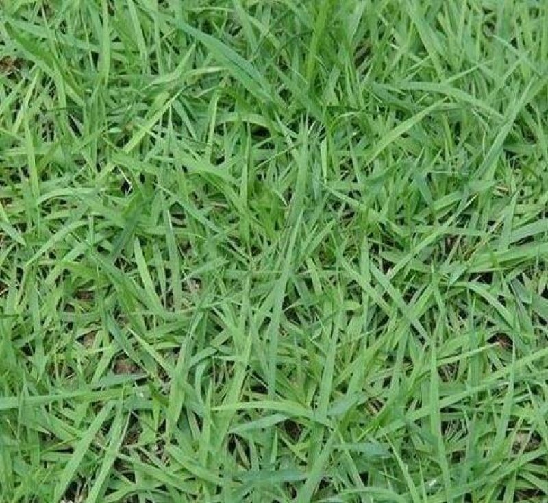 碱茅草籽种牧草草坪耐旱耐盐抗风沙抗寒草坪种子