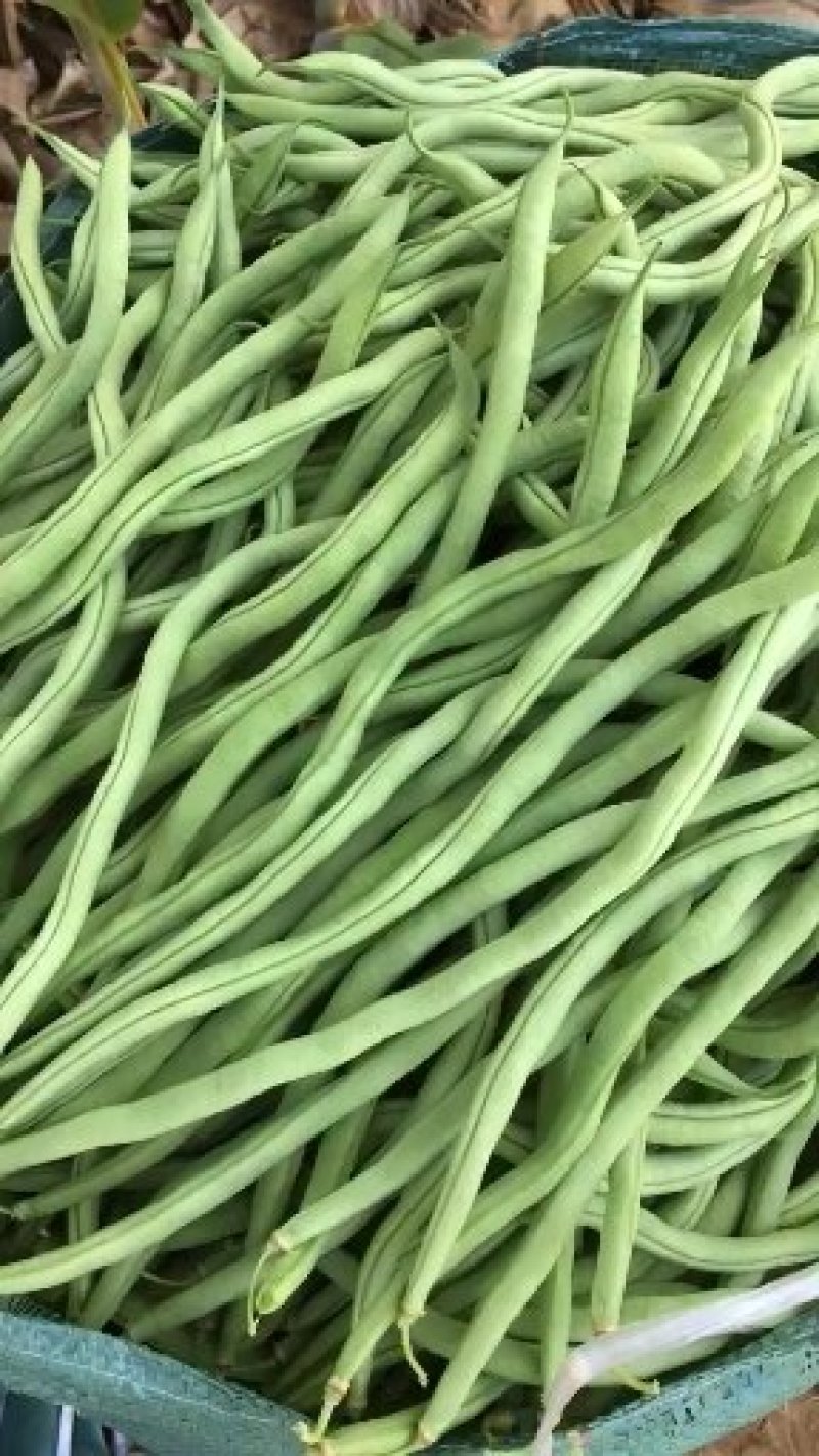 架豆王豆角开始上市，欢迎大家来收购价格可谈
