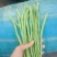 架豆王豆角开始上市，欢迎大家来收购价格可谈