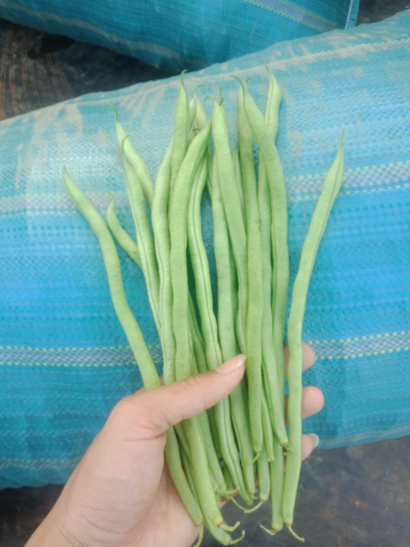 架豆王豆角开始上市，欢迎大家来收购价格可谈