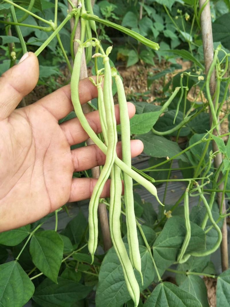 架豆王豆角开始上市，欢迎大家来收购价格可谈