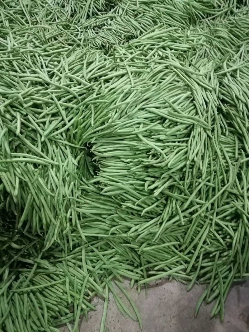 架豆王豆角开始上市，欢迎大家来收购价格可谈
