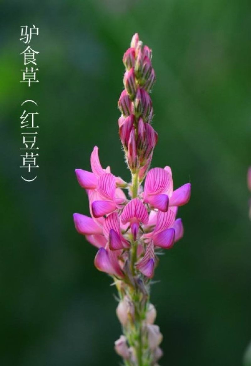 红豆草籽种牧草草坪驴骡牛羊猪鸡饲料