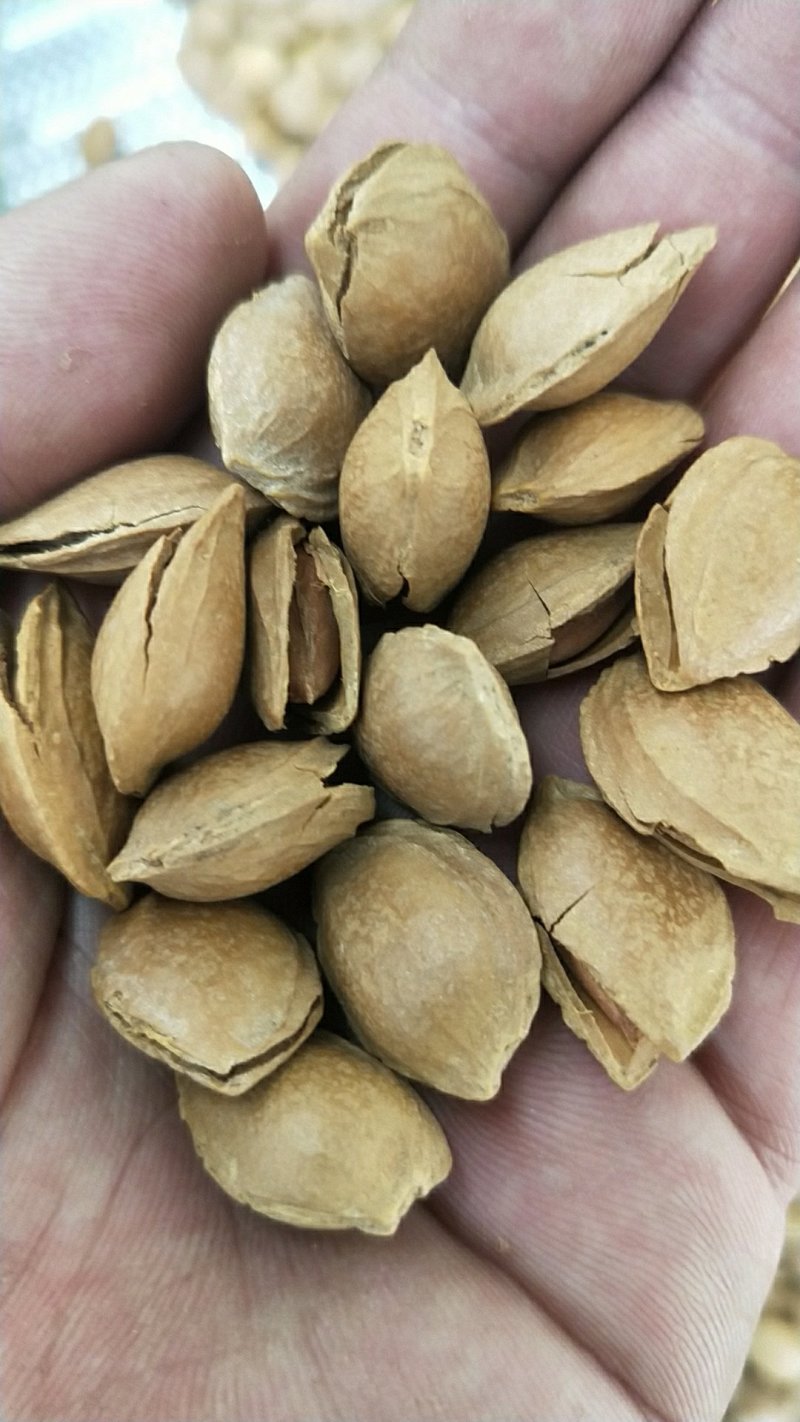 开口杏核杏仁，一首货源，没有中间商差价，